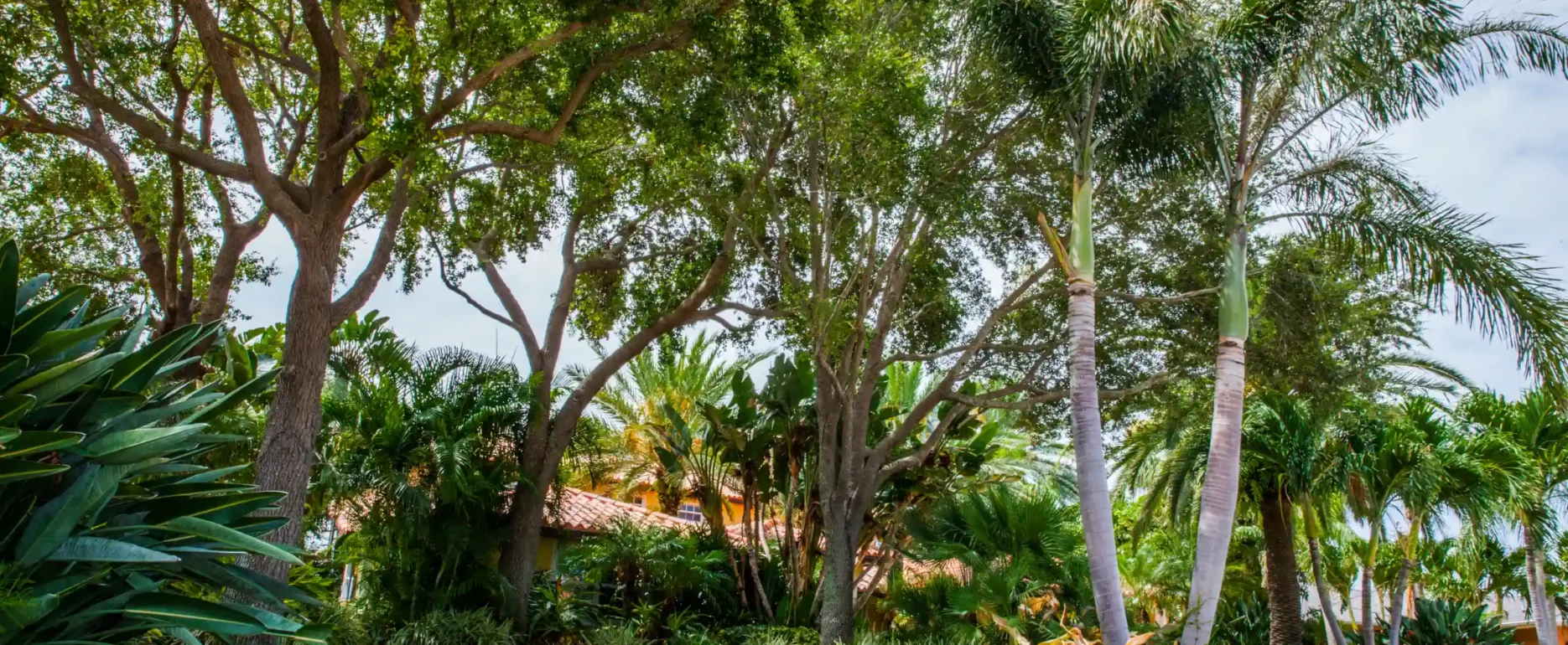 Lush tropical garden with mature shade trees, palm trees, and manicured lawn showcasing luxury landscape architecture in St Petersburg, FL.