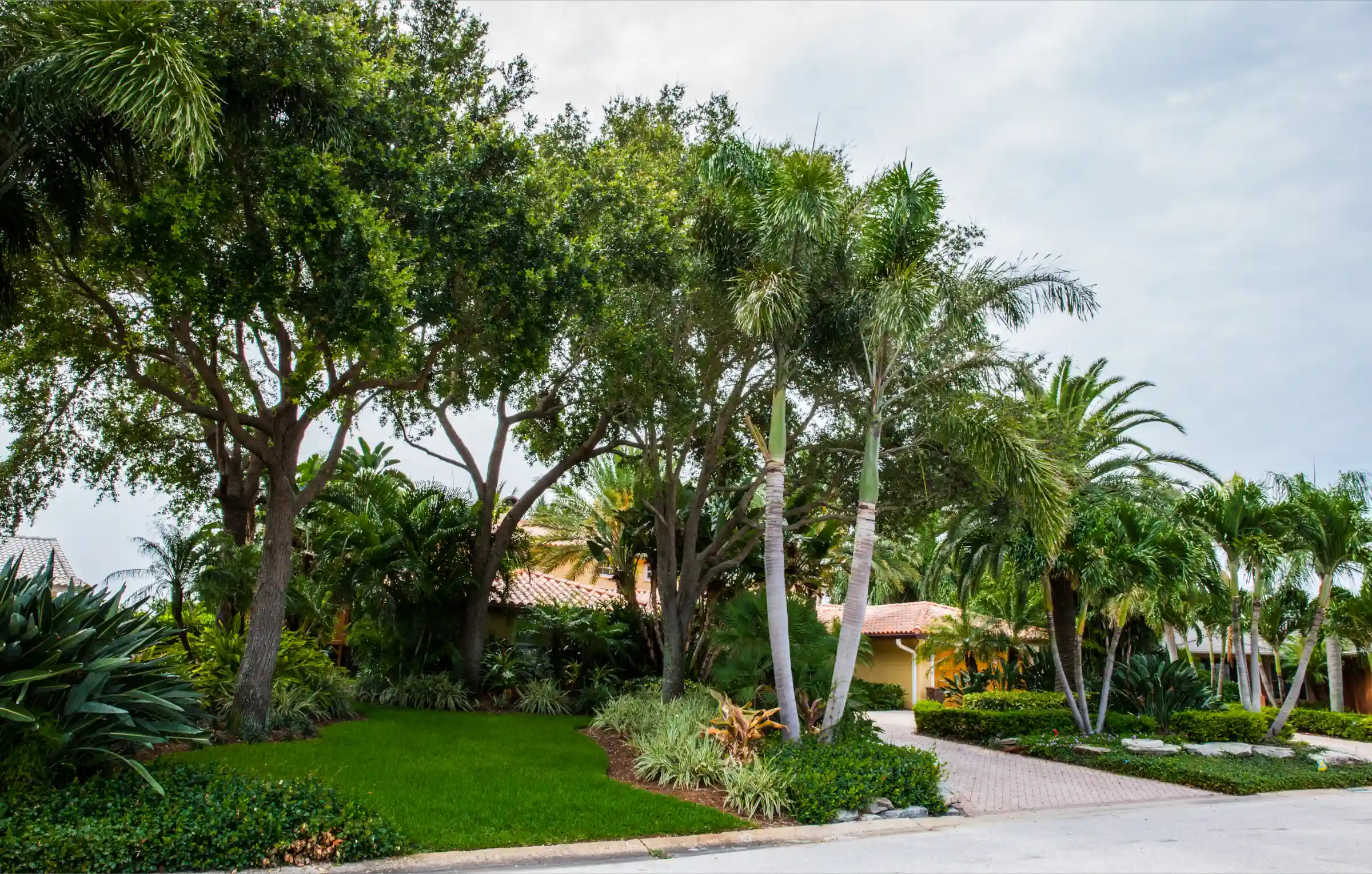 Luxury residential driveway lined with mature palm trees and manicured landscaping in St. Petersburg, FL, showcasing sophisticated outdoor design.