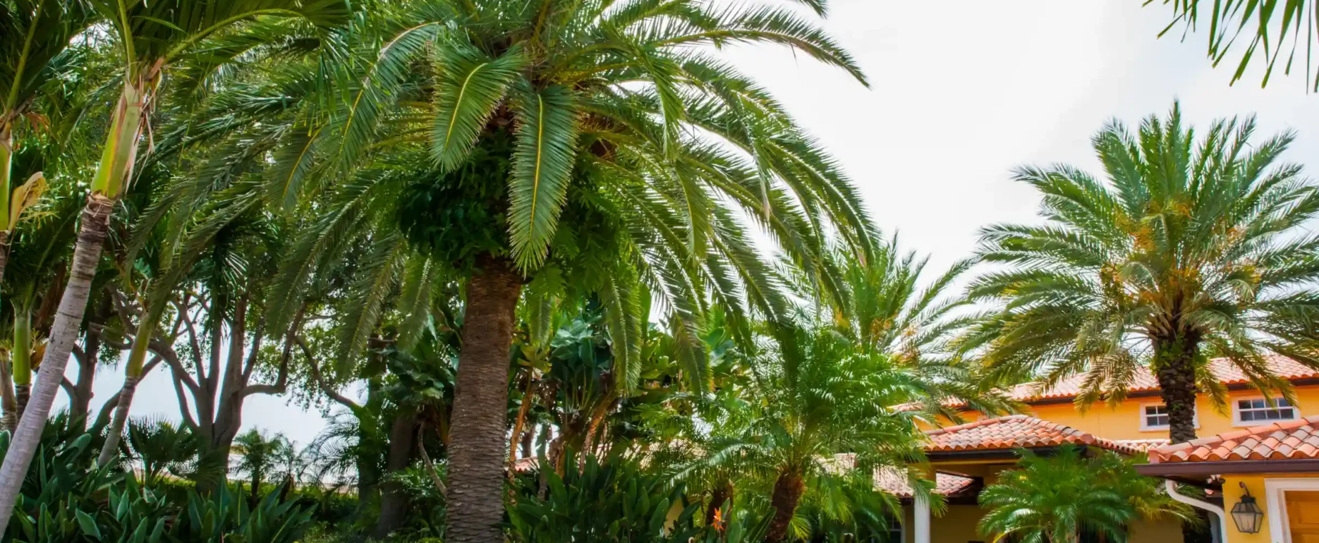 Yellow Spanish colonial home with terra cotta roof nestled among mature palm trees and manicured hedges in St Petersburg, FL residential landscape design.