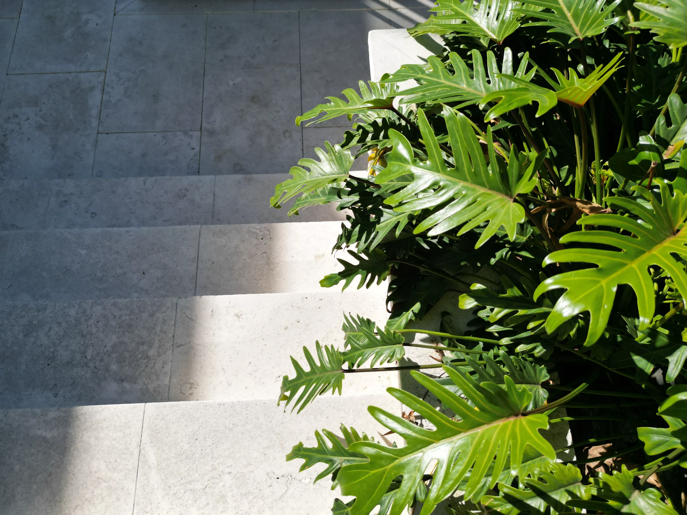 Lush tropical plants with deeply lobed green leaves border a modern concrete patio, showcasing luxury landscape design in St Petersburg, FL.