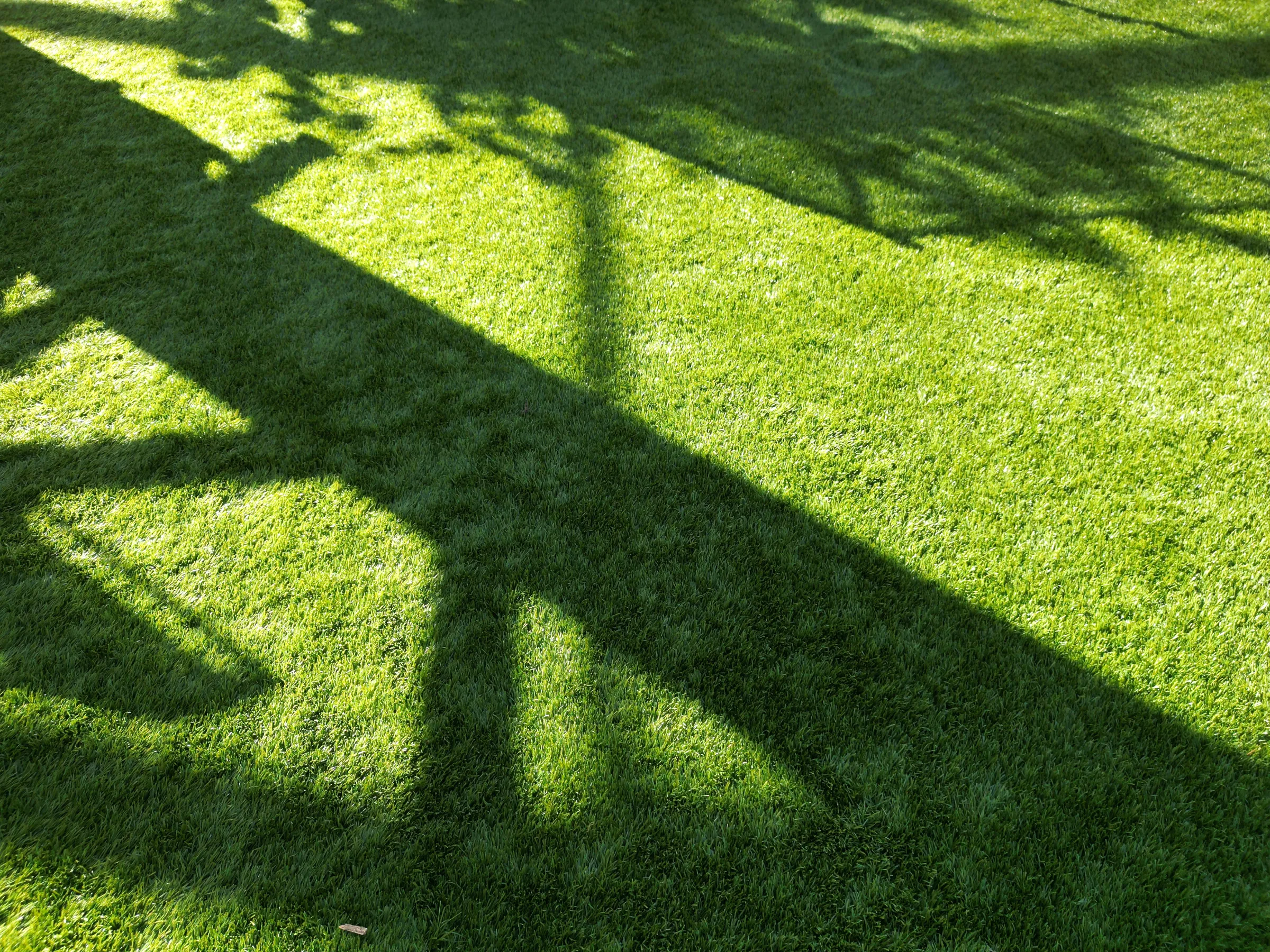Pristine green lawn with sharp geometric shadows cast across well-maintained turf, showcasing luxury landscape design in St Petersburg, FL.