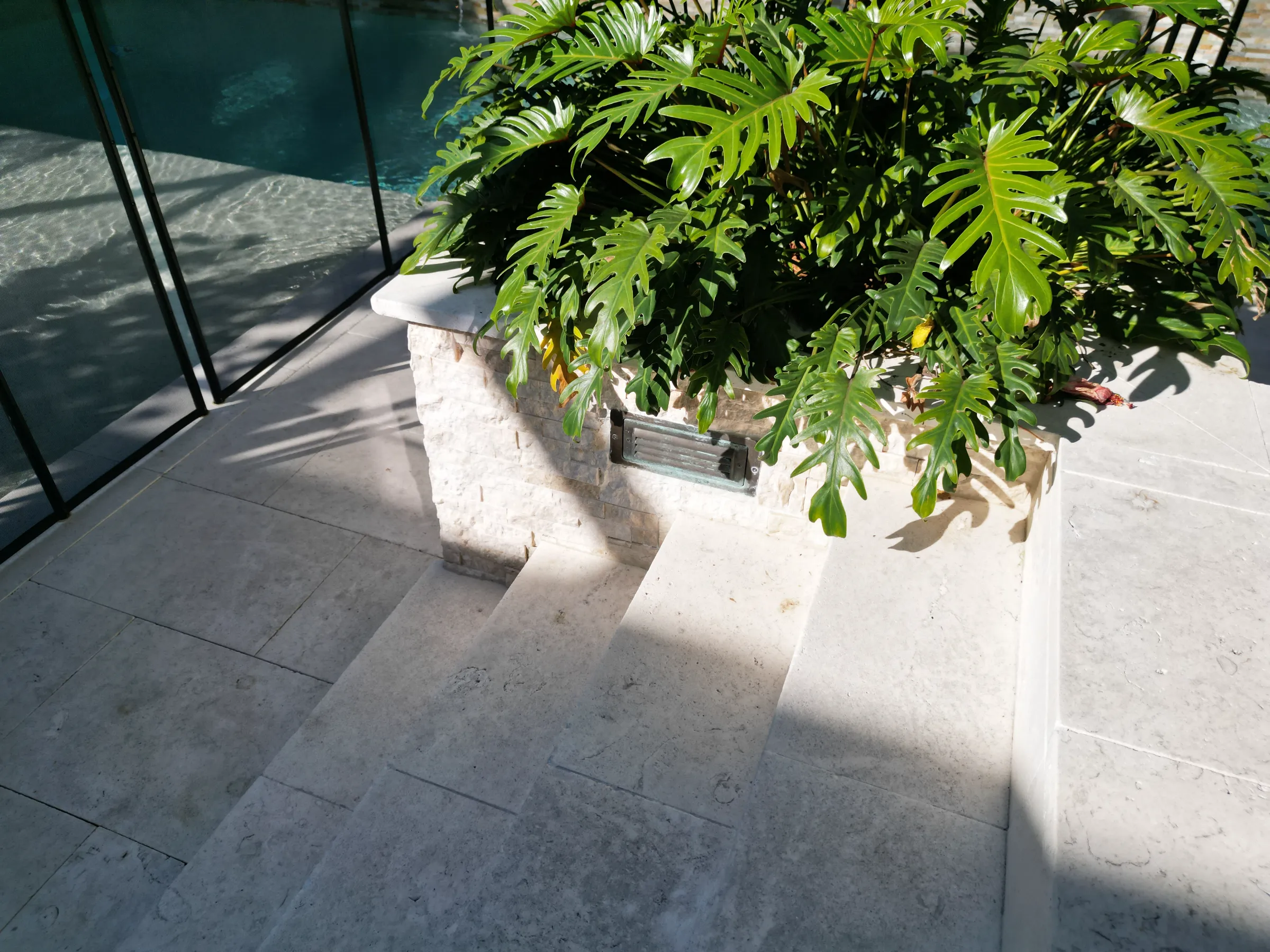 Lush green philodendron plant cascading from white concrete planter on sunny pool deck in St Petersburg FL luxury outdoor space.