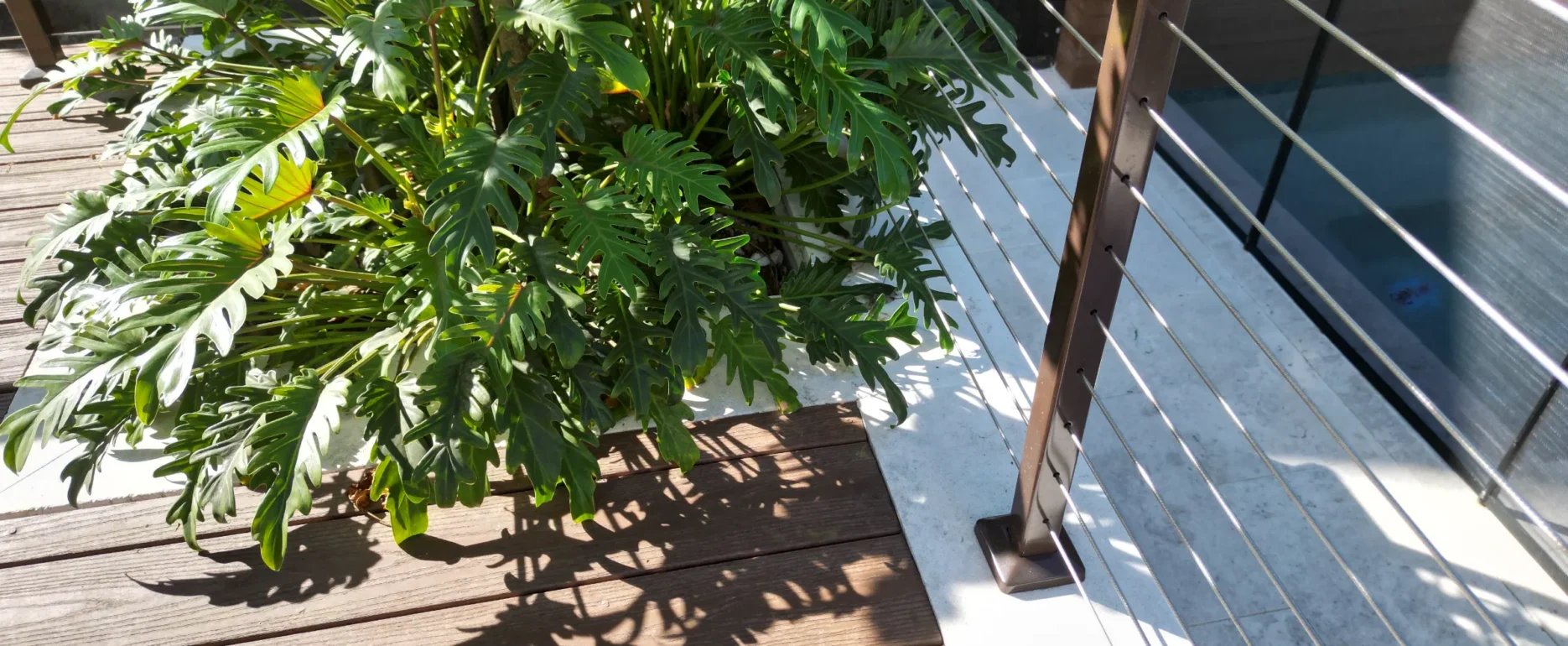 Lush tropical plant with deeply lobed green leaves casting detailed shadows on a sunny wooden deck beside modern white railing and glass panels.