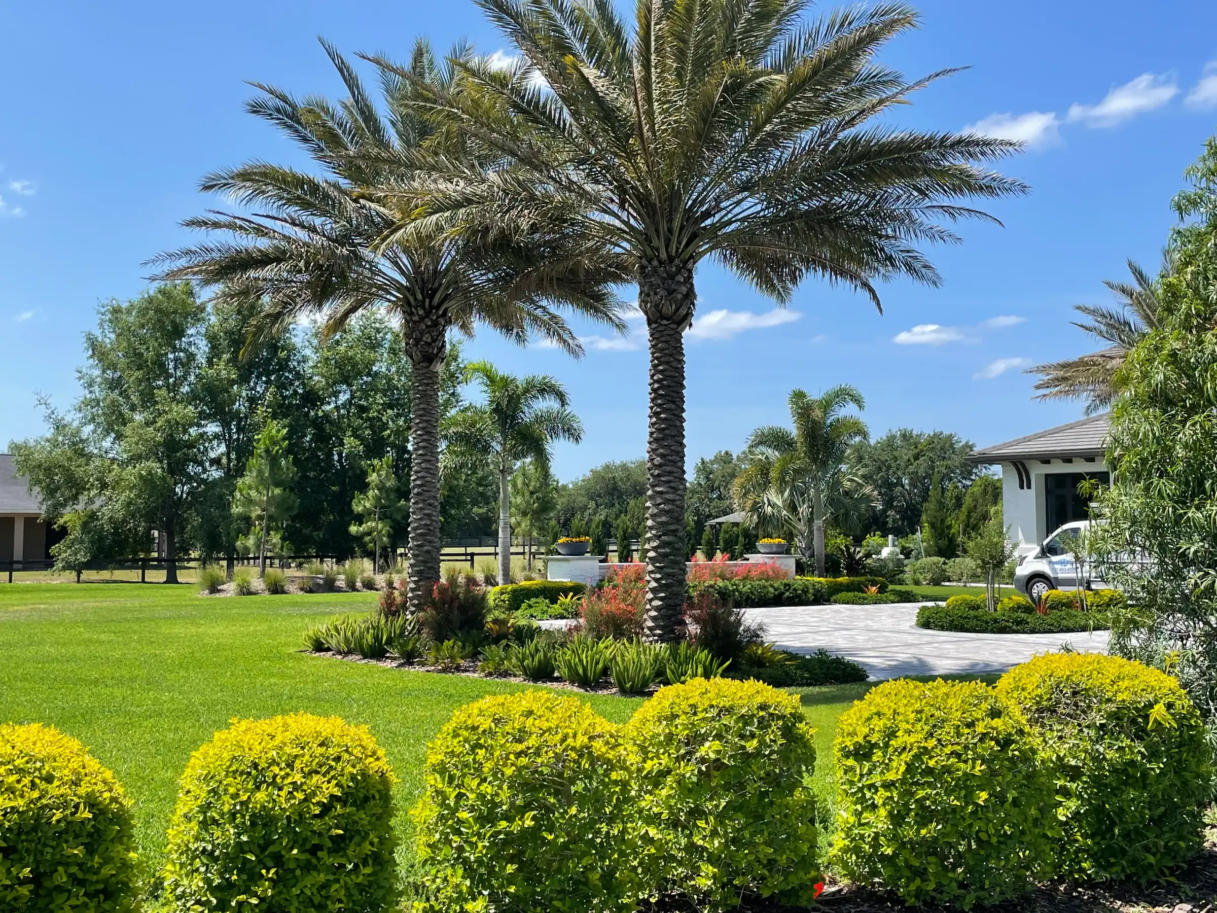 Manicured residential community in St Petersburg with towering palm trees, yellow-green hedges, and white modern home amid lush landscape architecture.