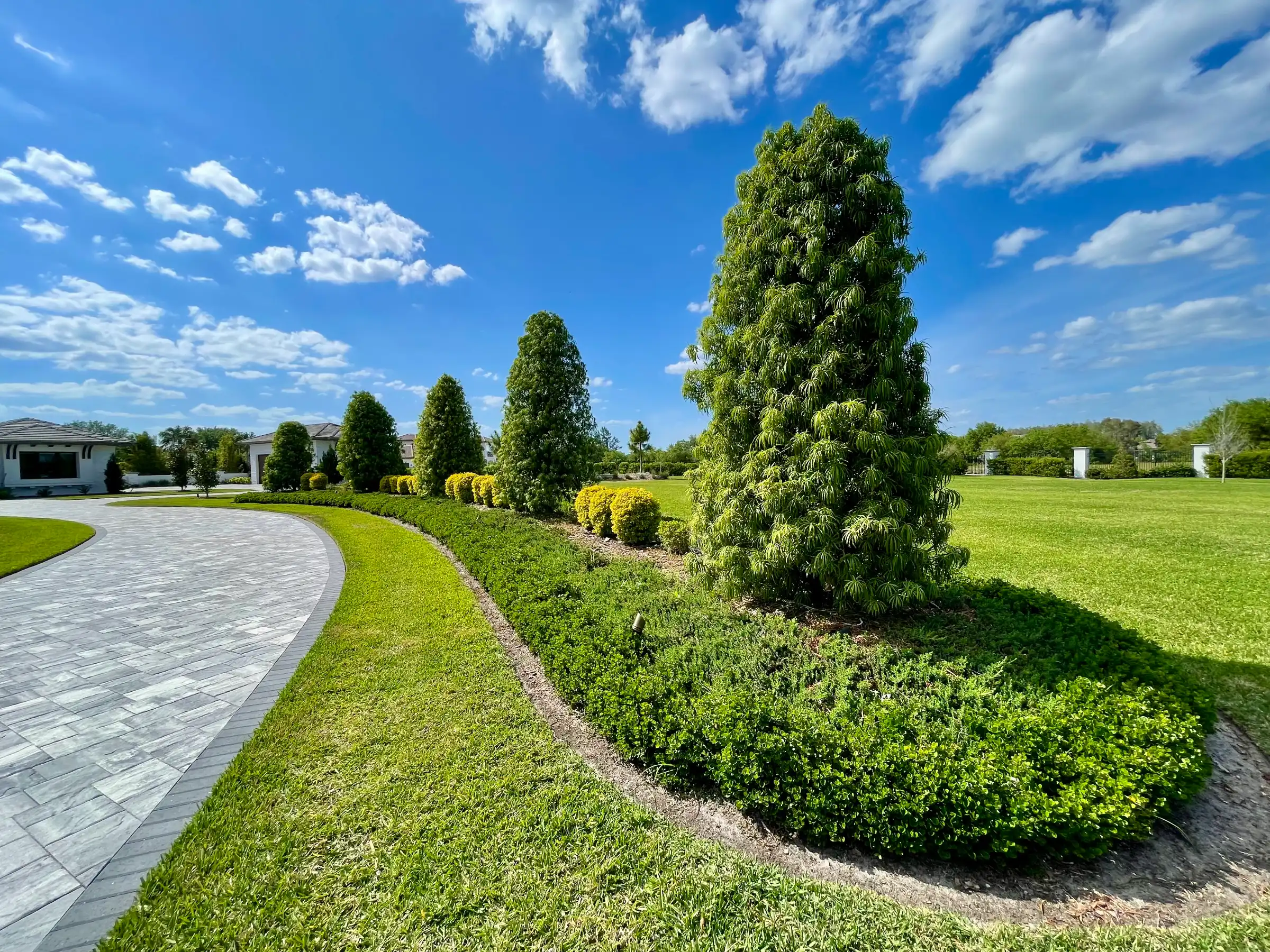 Luxury residential landscape with tall columnar evergreens, curved paver driveway, manicured lawn, and modern home in St Petersburg FL.